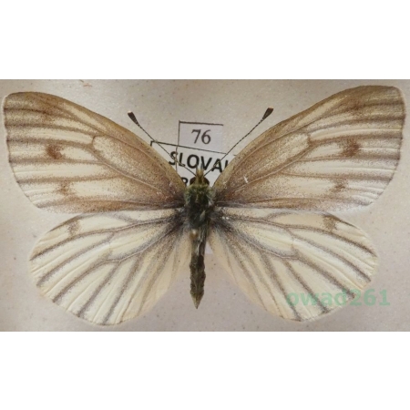 Pieris bryoniae (Hübner, 1806) female Bielinek bryonie Slovakia76